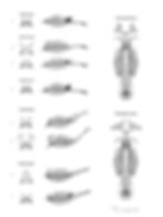 Fairy Shrimp Monograph