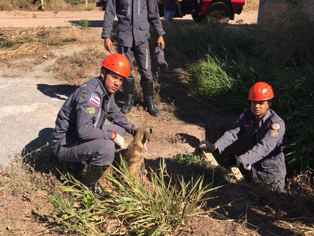 Bombeiros resgatam cadela que caiu em fossa no Floráis Lea
