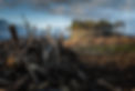 matt-palmer-BtleFKDvN2Q-unsplash-habitat-loss.jpeg