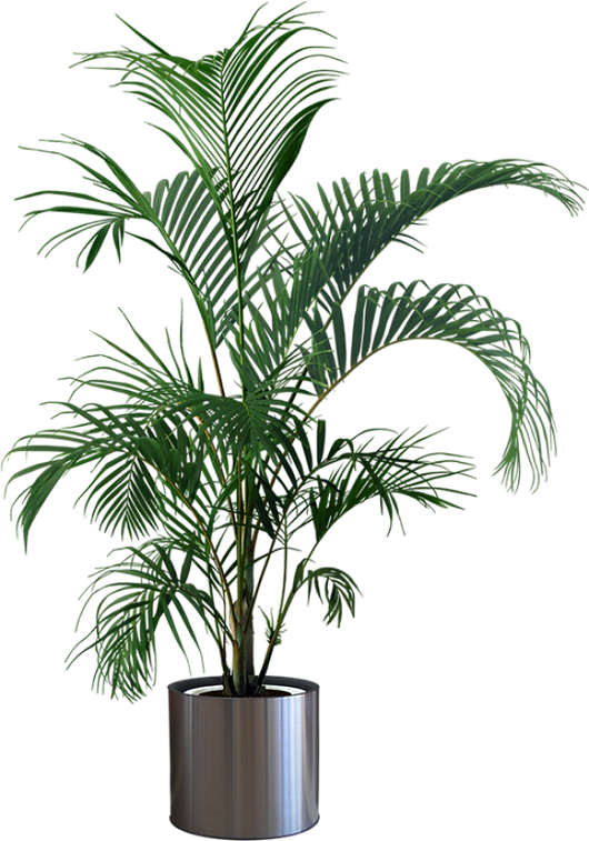 SSW Tree