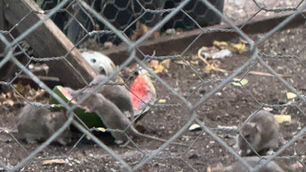 Rats In Adelaide City