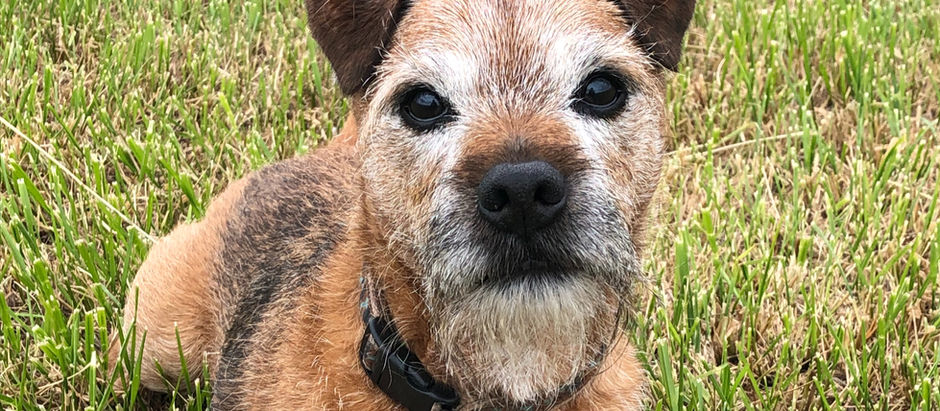 A dog-friendly escape: making the most of a glamping break with your dog