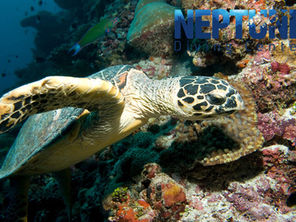 Underwater Wonders with Neptune Diving Centre
