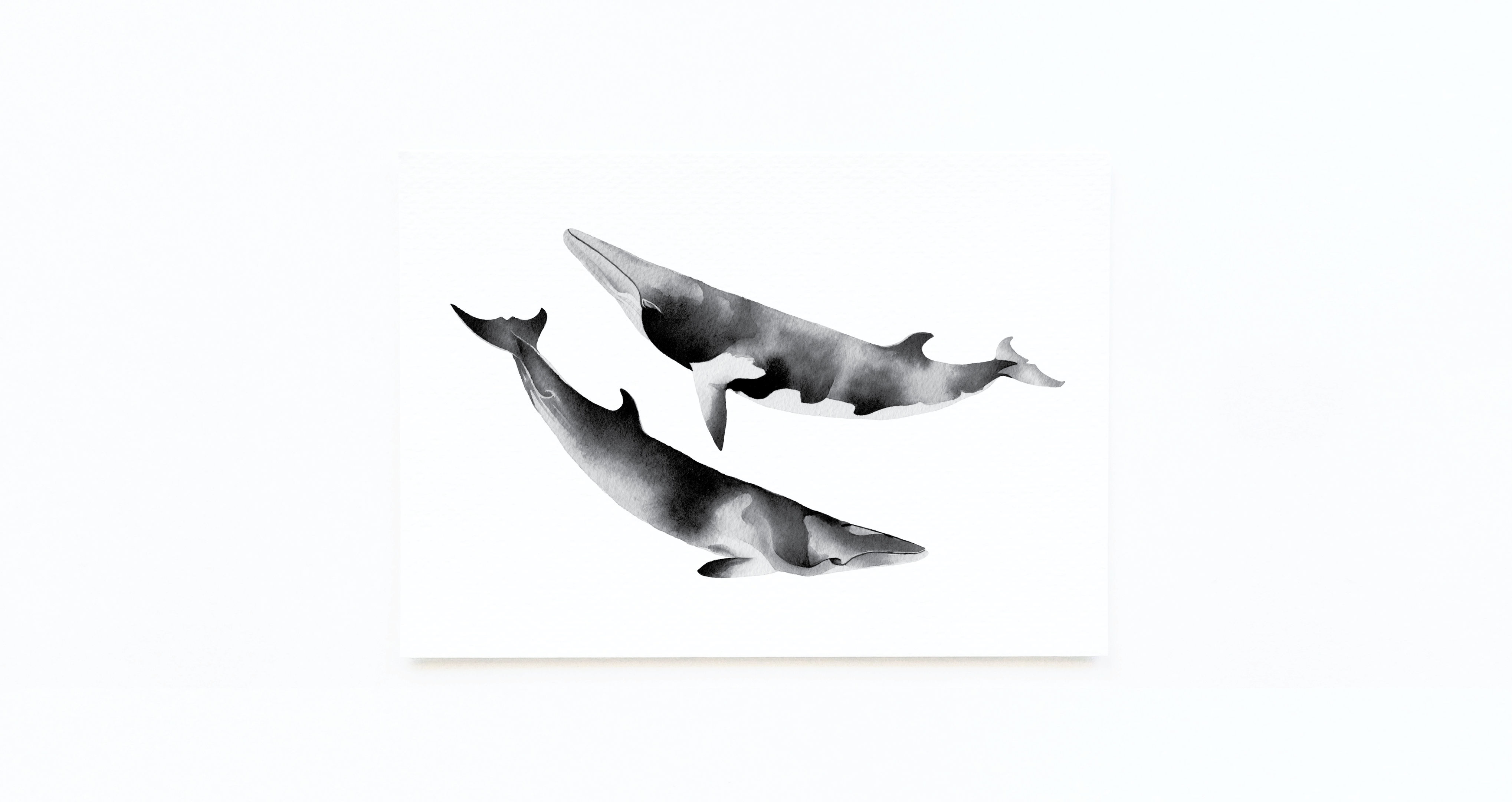 DWARF MINKE WHALE CARD