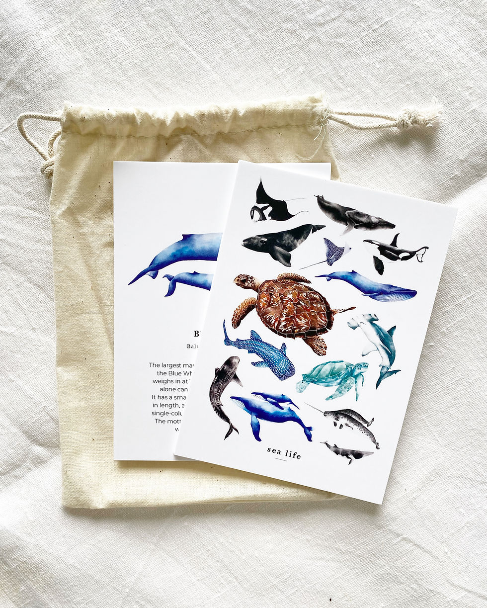Thumbnail: SEA LIFE FLASH CARDS