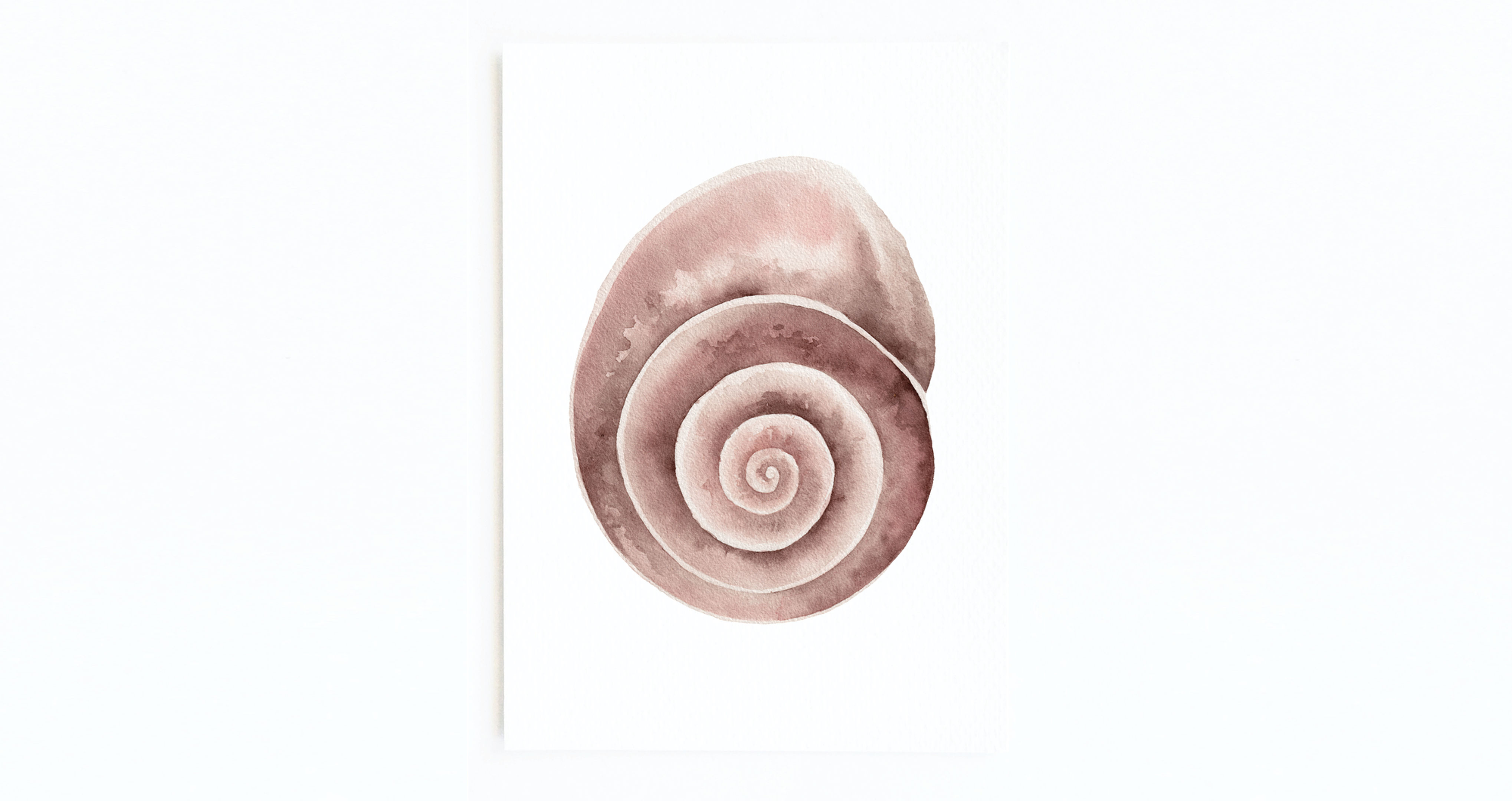 SPIRAL SHELL