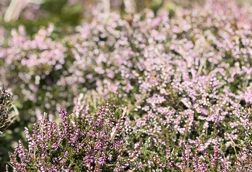 Flowery ( Heather) on the Isle of Man, home of midlife lifestyle blog Lyds on Life.