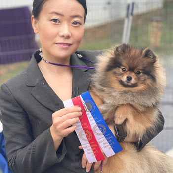 Diamond Dust Pomeranians