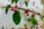 Finca El Pinal