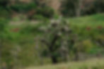 Finca La Montañita