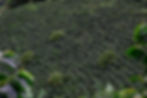 Finca Gualanday