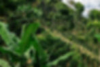 Finca Piamonte