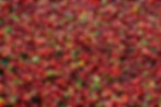 Finca La Camelia