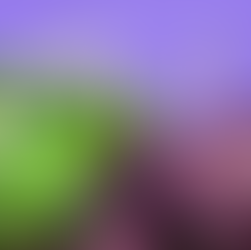 Oxalis 'Shamrock Plant' Care