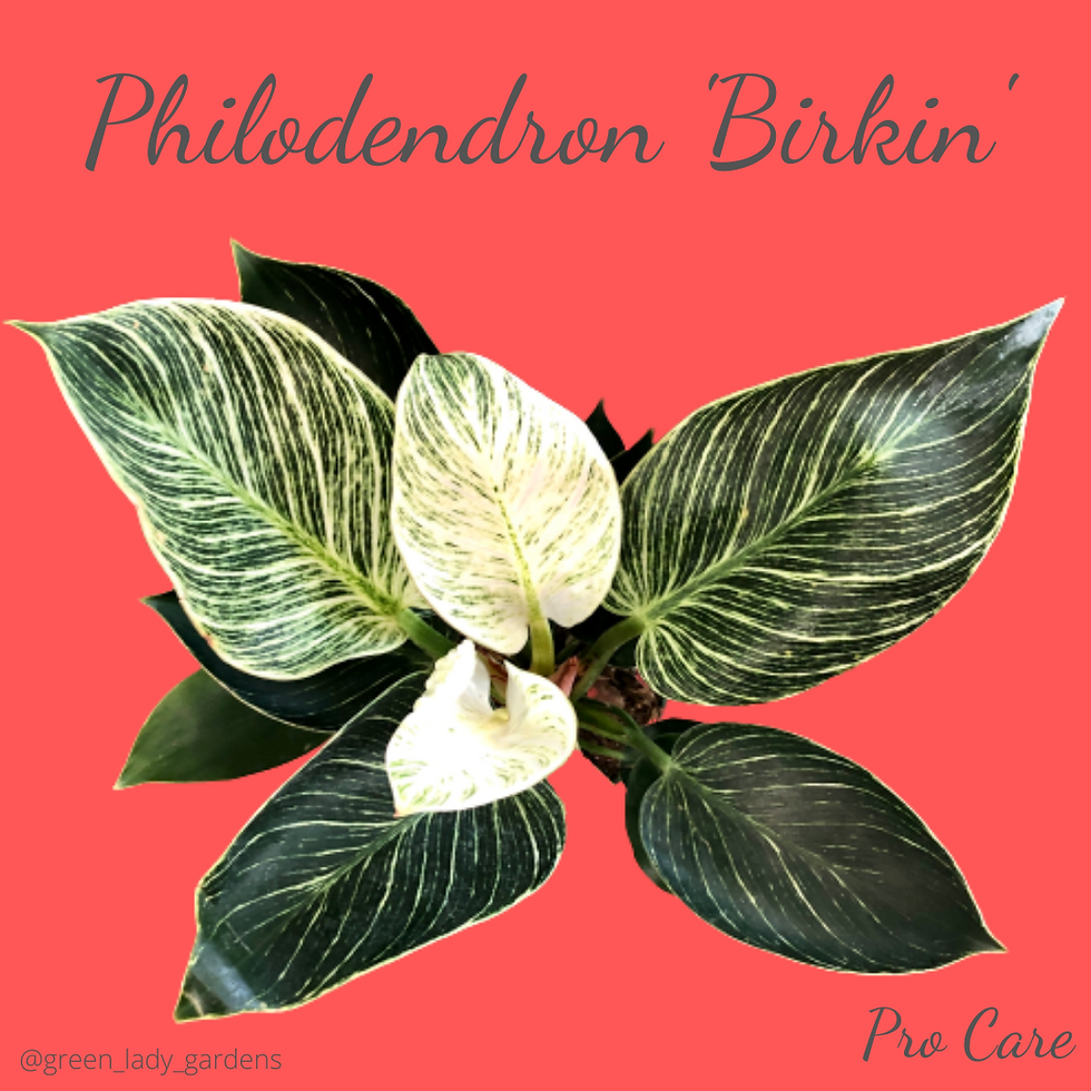 Philodendron 'Birkin' Care