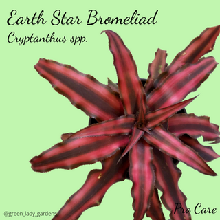 Earth Star Bromeliad Care