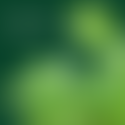 Blue Star Fern Care