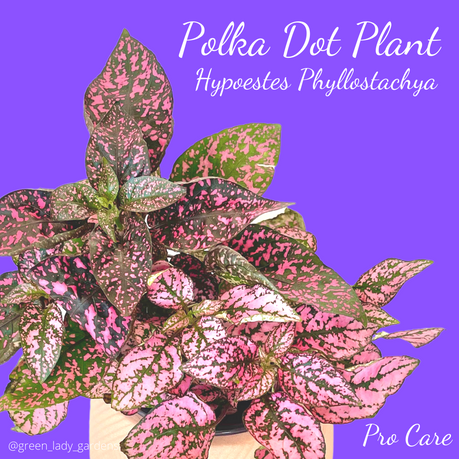 Polka Dot Plant Care