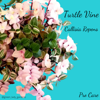 Turtle Vine Care
