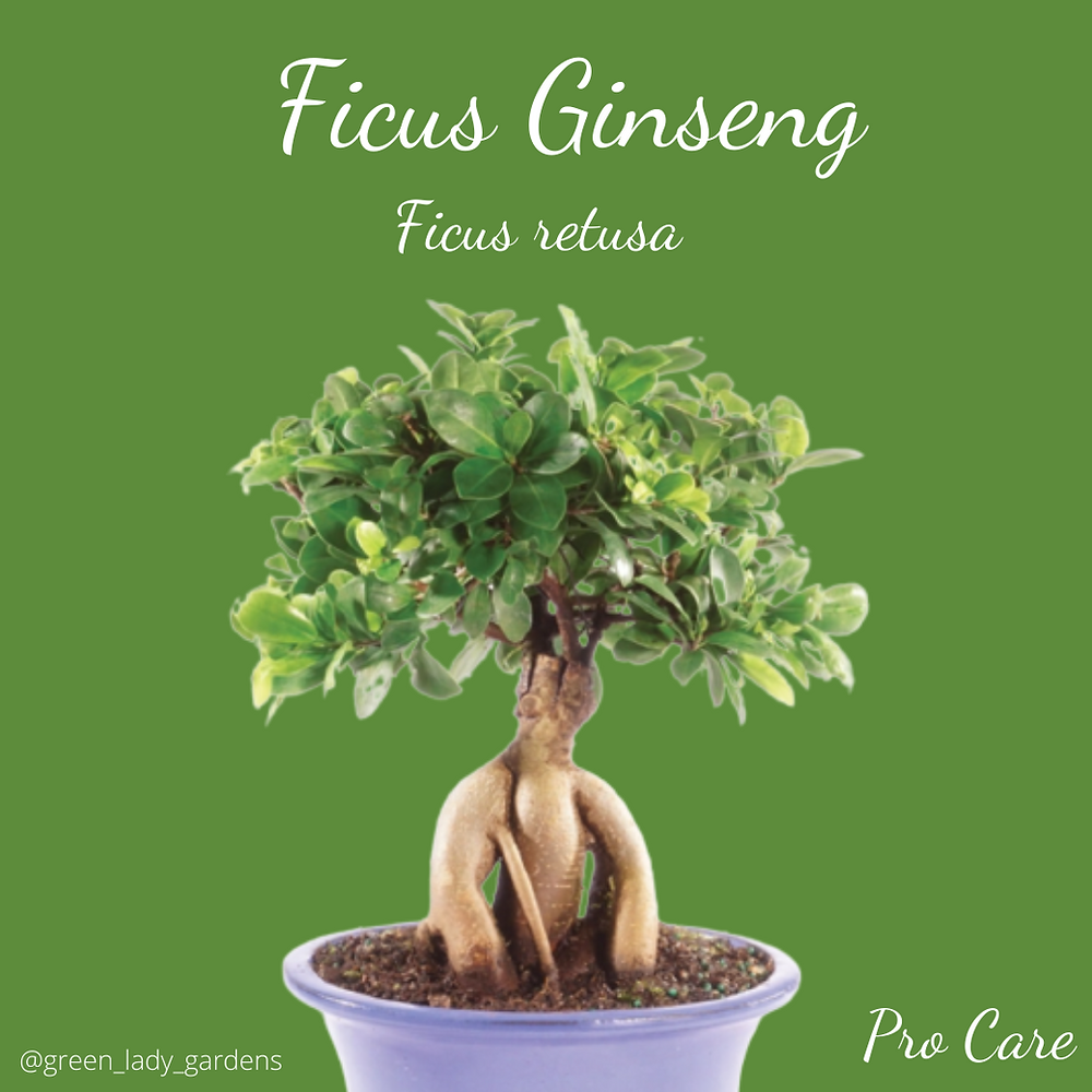 Ficus Ginseng Care
