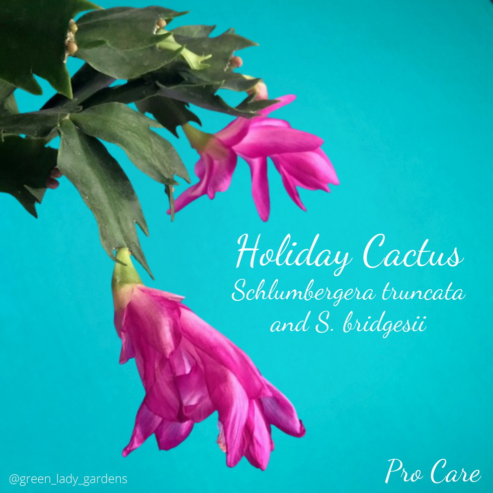 Holiday Cactus Care