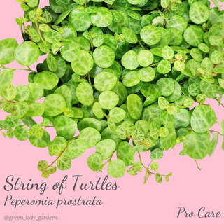 String of Turtles Care
