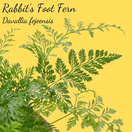 Rabbit's Foot Fern Care