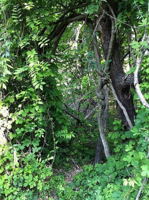 実際の耕作放棄地