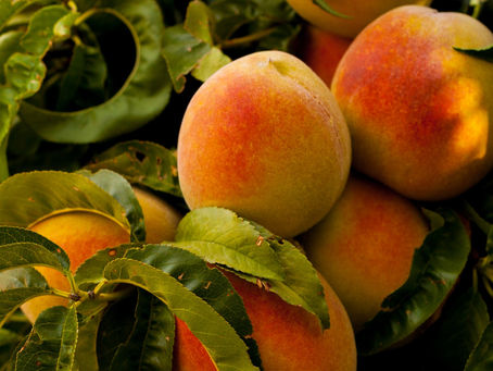 peaches growing on the branch of a dwarf peach tree