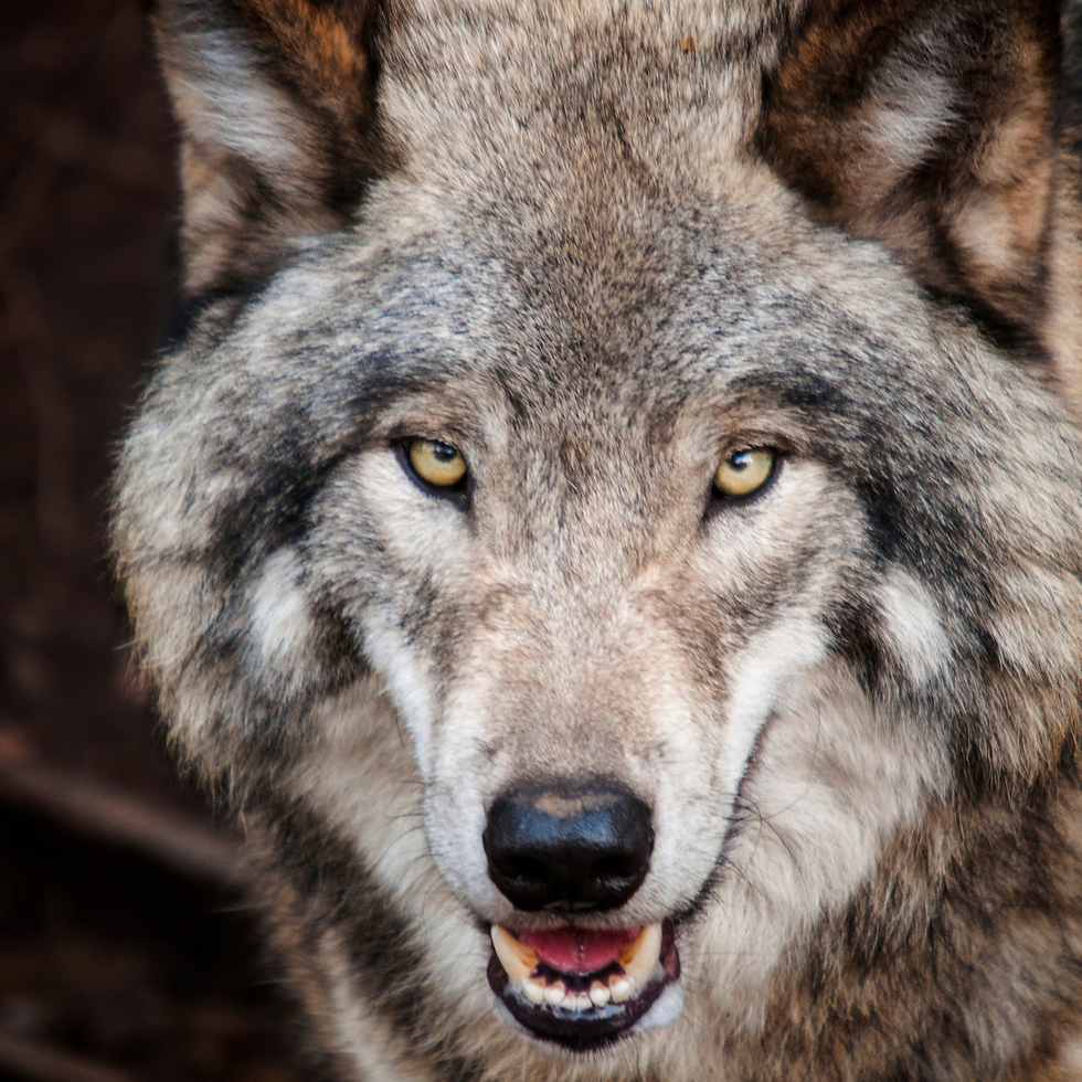 California Wolf