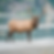 Elk standing in front of a river bend