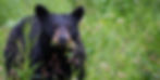A black bear with a stem in its mouth stands in a green, grassy field dotted with wildflowers, looking directly at the camera.