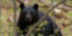 Black bear in a forest, surrounded by green leaves and branches. The bear looks directly into the camera, creating a calm woodland scene.