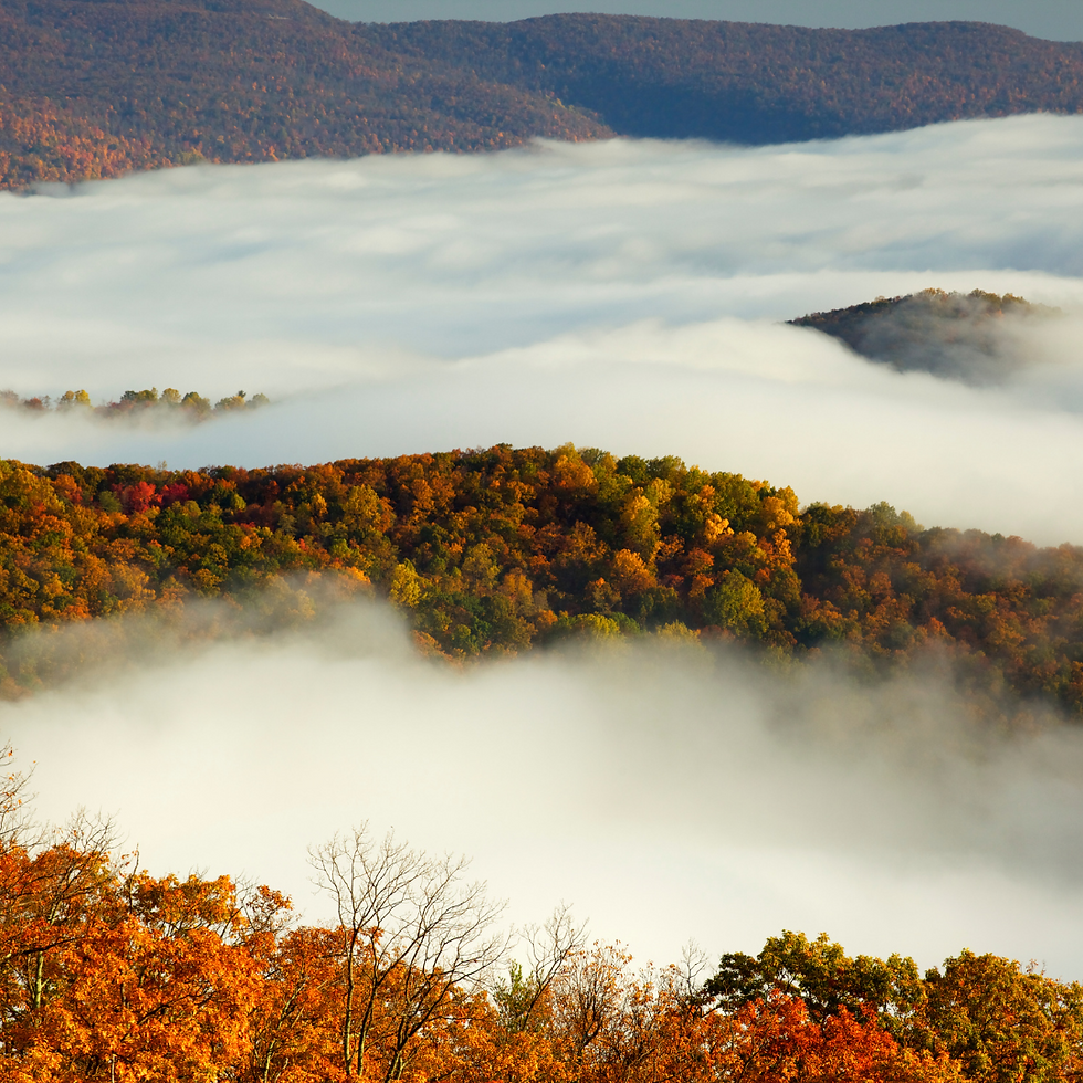 fall colors and an early morning fog rolling through the mountains of Shenandoah Valley National Park