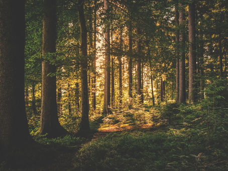 Forest at the Golden Hour
