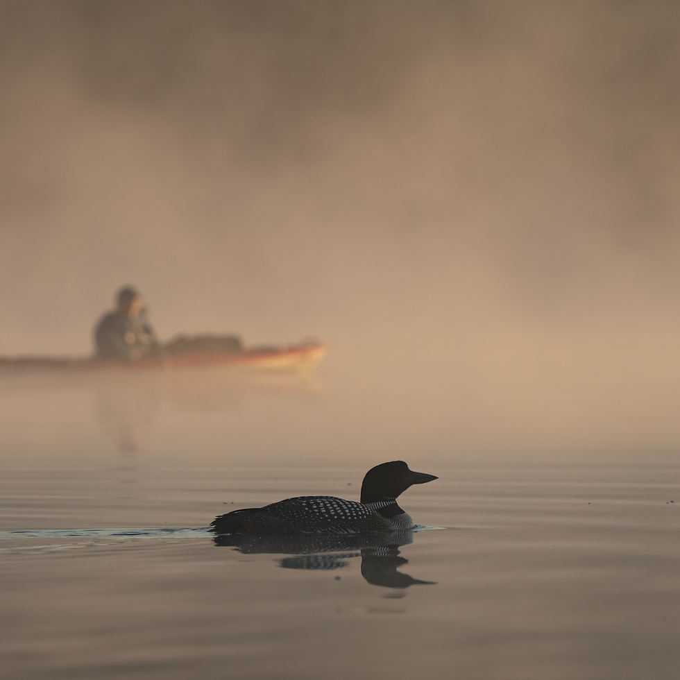 Kayaker admiring a wild water bird in the early morning fog