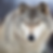 Isle Royale Wolf