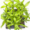 Thumbnail: Lil’ Lucky Bamboo Dracaena Sanderiana 6cm pot 