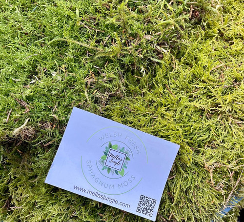 Live Moss For Terrarium Super Moss 21508 5 Lb Green Sheet Moss