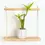 Thumbnail: Lil’ Lucky Bamboo Dracaena Sanderiana 6cm pot 