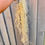 Thumbnail: TILLANDSIA USNEOIDES (SPANISH MOSS) Length: 60cm approx