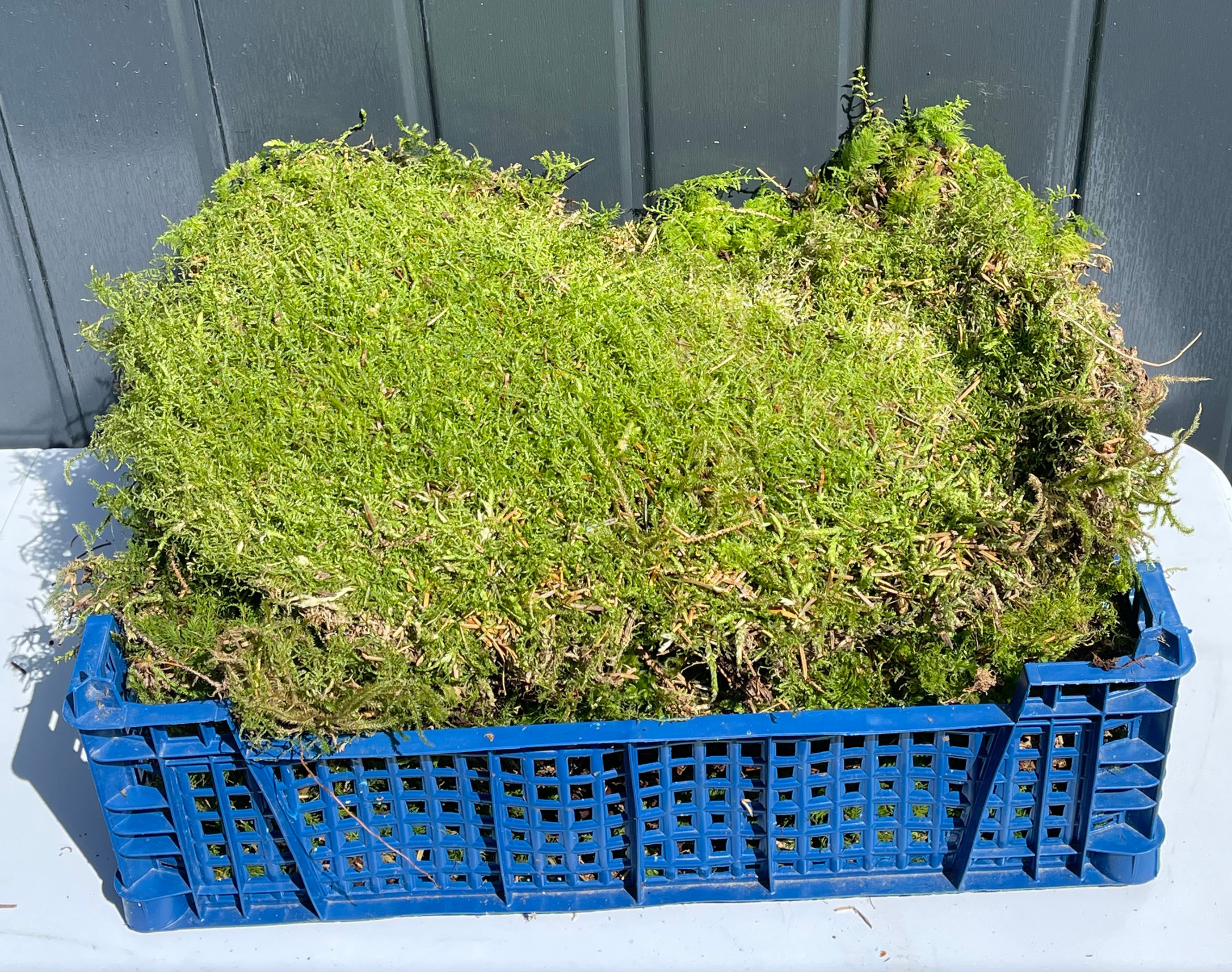 Live Carpet/ sheet moss 