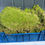 Thumbnail: Live Carpet/ sheet moss 