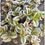 Thumbnail: Tradescantia nanouk - Fantasy Venice 12cm pot 
