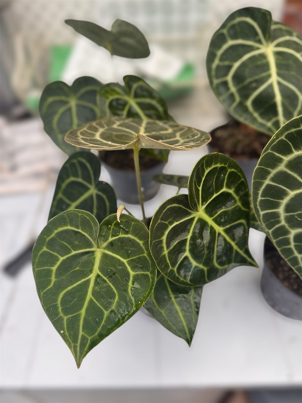 Thumbnail: Anthurium Clarinervium 12 cm pot 