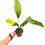 Thumbnail: Anthurium Coriacium -Paddle Leaf Anthurium 12cm pot 
