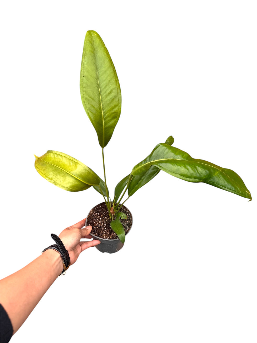 Thumbnail: Anthurium Coriacium -Paddle Leaf Anthurium 12cm pot 