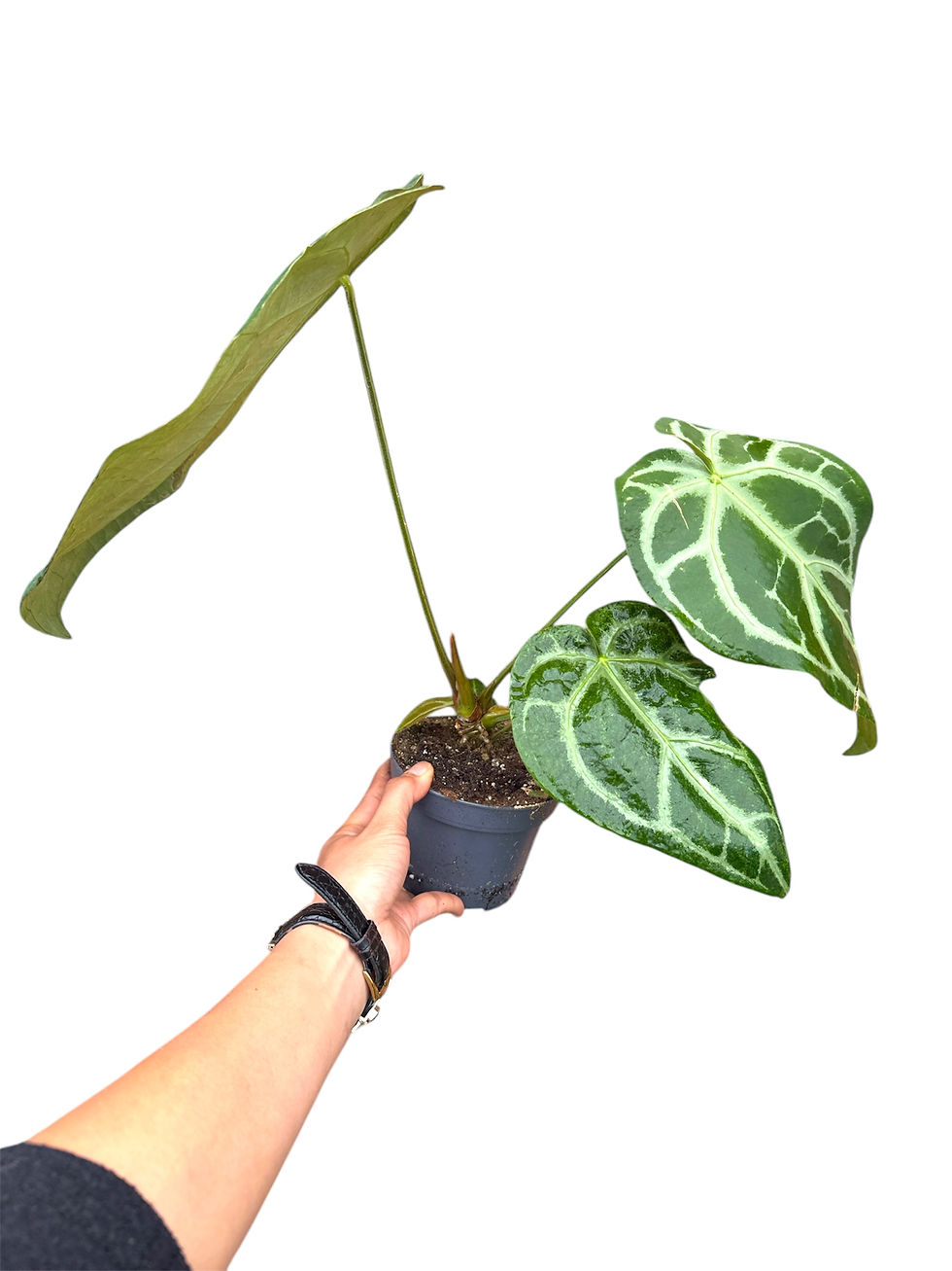 Thumbnail: Anthurium Crystallium (damaged leaves) 