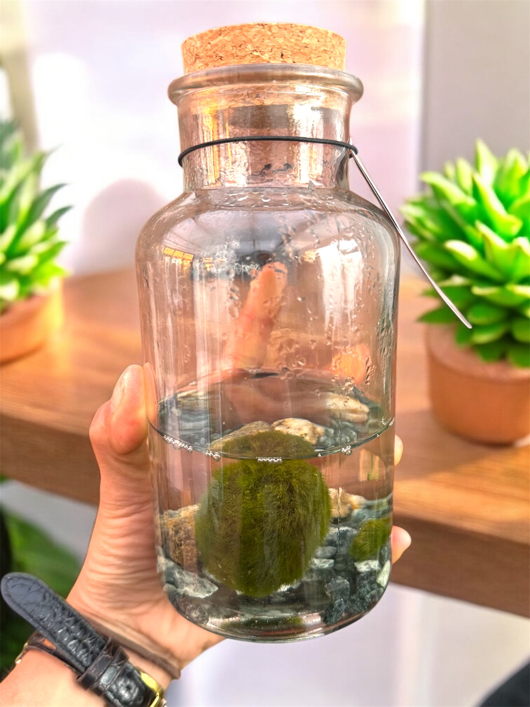 Cladophora Marimo | Moss Ball | Rare Plant (jar included) W8cm H16cm terrarium