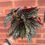 Thumbnail: Begonia Maculata Spotlight Dark/ Green 14cm pot 